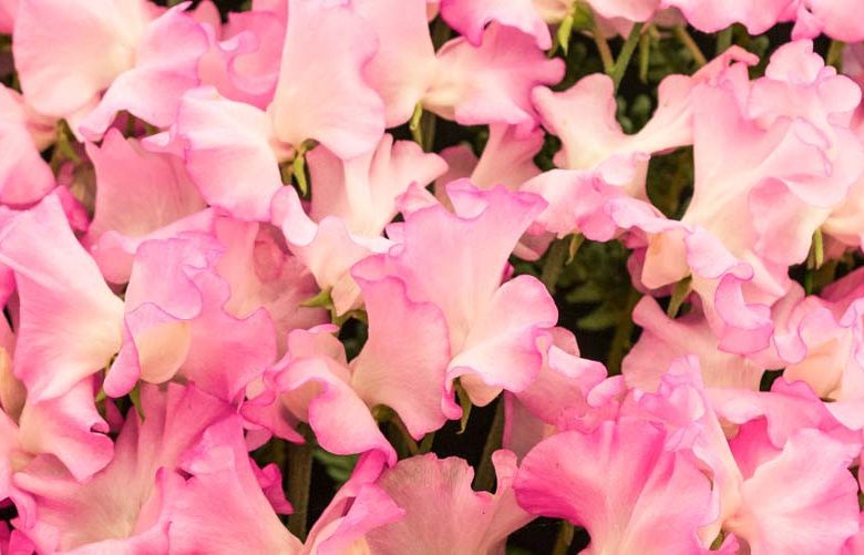 Lathyrus Odoratus 'Gwendoline',Sweet Pea 'Gwendoline', Fragrant Flowers, Pink Flowers, White Flowers, Annuals, Annual plant, Cut flowers, deer resistant flowers