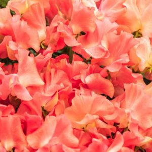 Lathyrus Odoratus 'Leominster Boy',Sweet Pea 'Leominster Boy', Fragrant Flowers, Apricot Flowers, Orange Flowers, Annuals, Annual plant, Cut flowers, deer resistant flowers