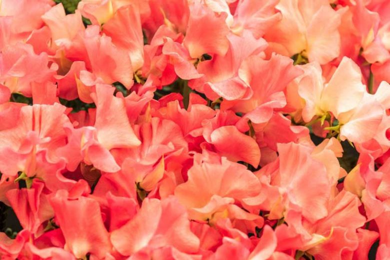 Lathyrus Odoratus 'Leominster Boy',Sweet Pea 'Leominster Boy', Fragrant Flowers, Apricot Flowers, Orange Flowers, Annuals, Annual plant, Cut flowers, deer resistant flowers