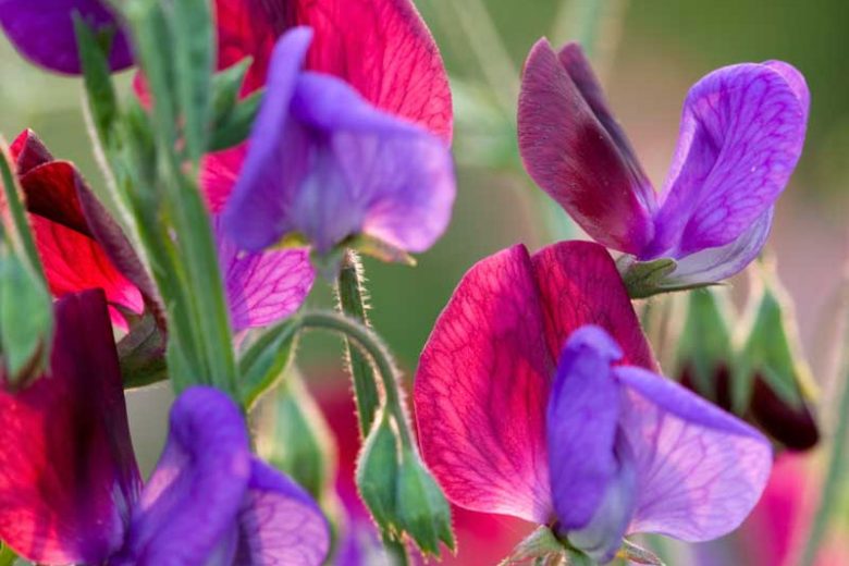 Lathyrus Odoratus 'Matucana',Sweet Pea 'Matucana', Bicolor Flowers, Fragrant Flowers, Red Flowers, Purple Flowers, Annuals, Annual plant, Cut flowers, deer resistant flowers