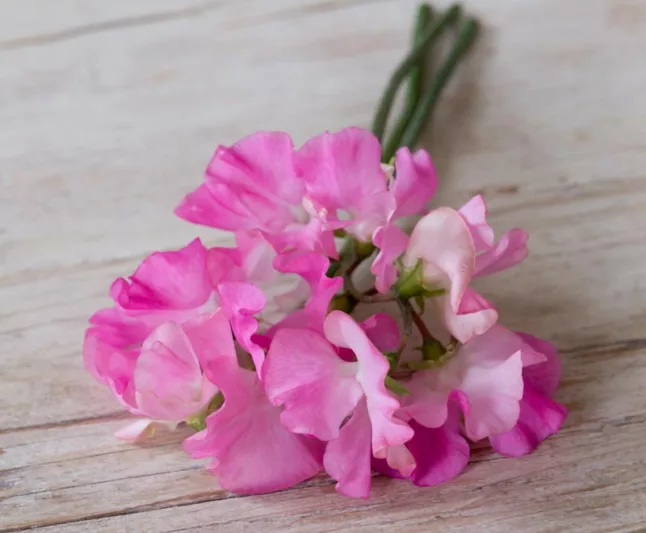 Lathyrus Odoratus 'Mrs Bernard Jones',Sweet Pea 'Mrs Bernard Jones', Fragrant Flowers, Pink Flowers, Annuals, Annual plant, Cut flowers, deer resistant flowers