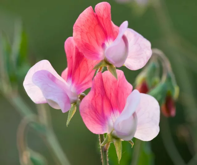 Lathyrus Odoratus 'Painted Lady',Sweet Pea 'Painted Lady', Fragrant Flowers, Pink Flowers, White Flowers, Annuals, Annual plant, Cut flowers, deer resistant flowers