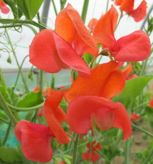 Lathyrus Odoratus 'Prince of Orange',Sweet Pea 'Prince of Orange', Fragrant Flowers, Orange Flowers, Annuals, Annual plant, Cut flowers, deer resistant flowers