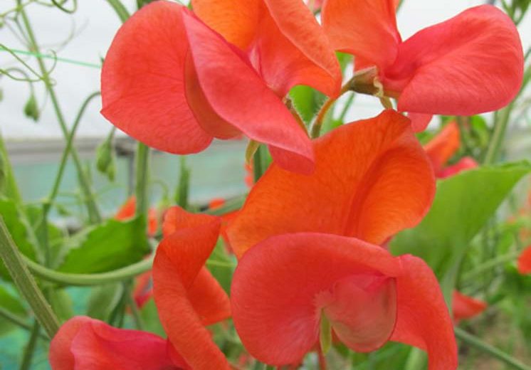 Lathyrus Odoratus 'Prince of Orange',Sweet Pea 'Prince of Orange', Fragrant Flowers, Orange Flowers, Annuals, Annual plant, Cut flowers, deer resistant flowers