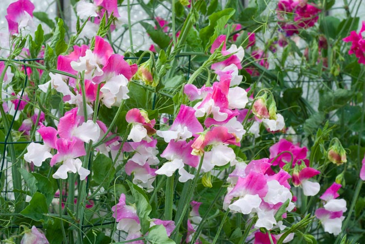 Lathyrus Odoratus 'Promise',Sweet Pea 'Promise', Fragrant Flowers, Pink Flowers, White Flowers, Annuals, Annual plant, Cut flowers, deer resistant flowers