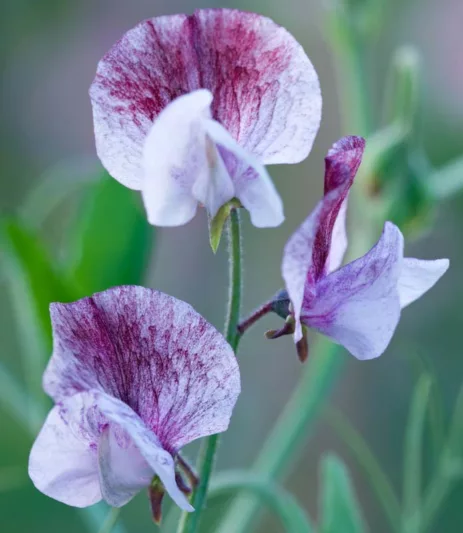 Lathyrus Odoratus 'Senator',Sweet Pea 'Senator', Fragrant Flowers, Purple Flowers, Maroon Flowers, Annuals, Annual plant, Cut flowers, deer resistant flowers