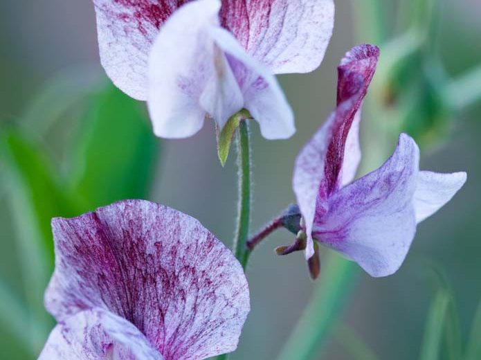 Lathyrus Odoratus 'Senator',Sweet Pea 'Senator', Fragrant Flowers, Purple Flowers, Maroon Flowers, Annuals, Annual plant, Cut flowers, deer resistant flowers