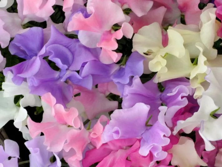 Lathyrus Odoratus 'Spencer Mix',Sweet Pea 'Spencer Mix', Pink Flowers, Red Flowers, Lavender Flowers, Annuals, Annual plant, deer resistant flowers