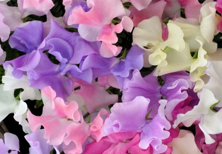 Lathyrus Odoratus 'Spencer Mix',Sweet Pea 'Spencer Mix', Pink Flowers, Red Flowers, Lavender Flowers, Annuals, Annual plant, deer resistant flowers