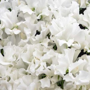 Lathyrus Odoratus 'White Frills',Sweet Pea 'White Frills', Fragrant Flowers, White Flowers,Annuals, Annual plant, Cut flowers, deer resistant flowers