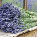 Lavender Flowers, Lavender Flower, English Lavender, Spanish lavender, French Lavender, Common lavender, True Lavender, lavandula angustifolia, lavandula stoechas, lavandula x intermedia