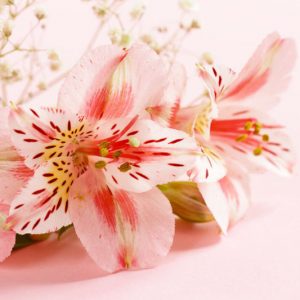Alstroemeria, Peruvian Lily, Lily of the Inca, Parrot Lily