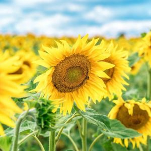 Annual Sunflowers, Perennial Sunflowers, Planting Sunflowers, Growing Sunflowers, Caring for Sunflowers
