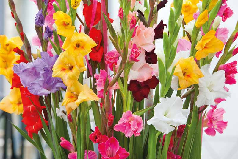 Gladiola Tips, Tricks & Arrangement Inspiration – Glad-A-Way Gardens
