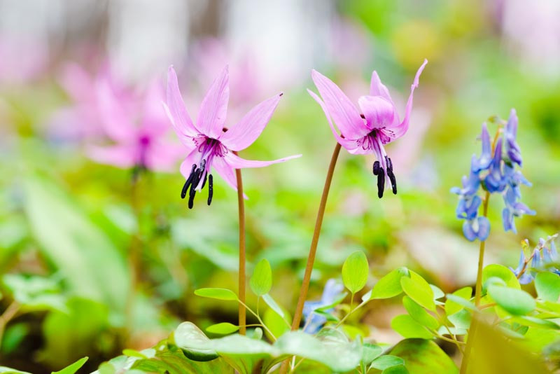 Erythronium, trout lily, flowering woodland bulb
