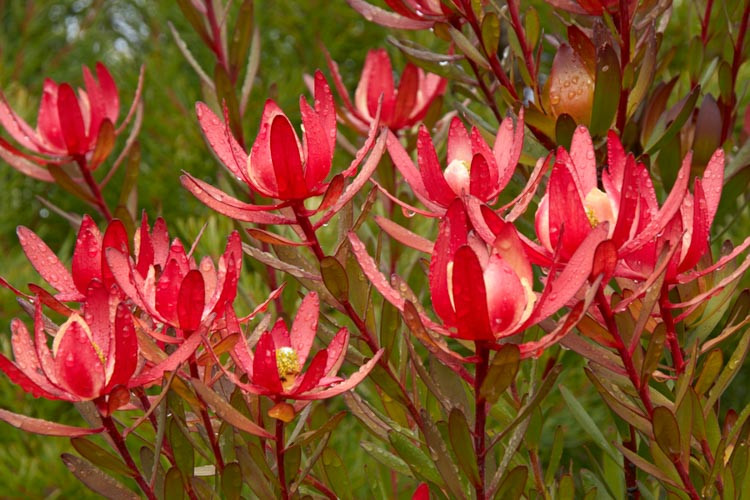 Leucadendron 'Safari Sunset', 'Safari Sunset' Conebush,Red Leucadendron, Red flowers, Mediterranean shrubs, Evergreen Shrubs, Drought tolerant plants