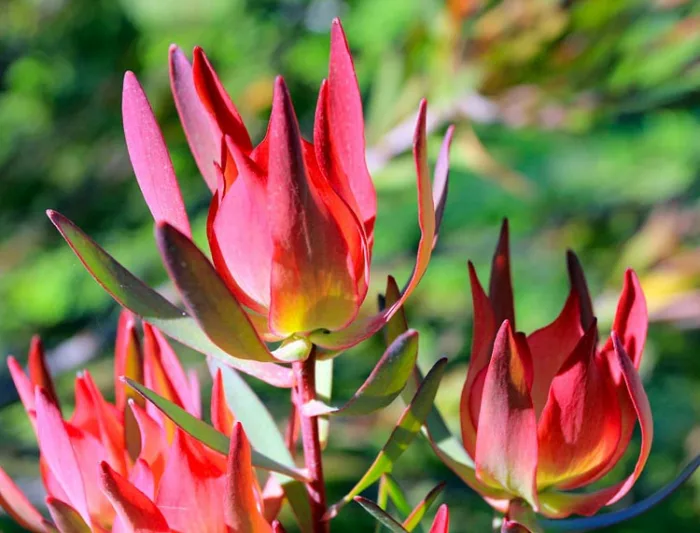 Leucadendron salignum 'Summer Red, 'Summer Red' Conebush, Red Conebush, Mediterranean shrubs, Evergreen Shrubs