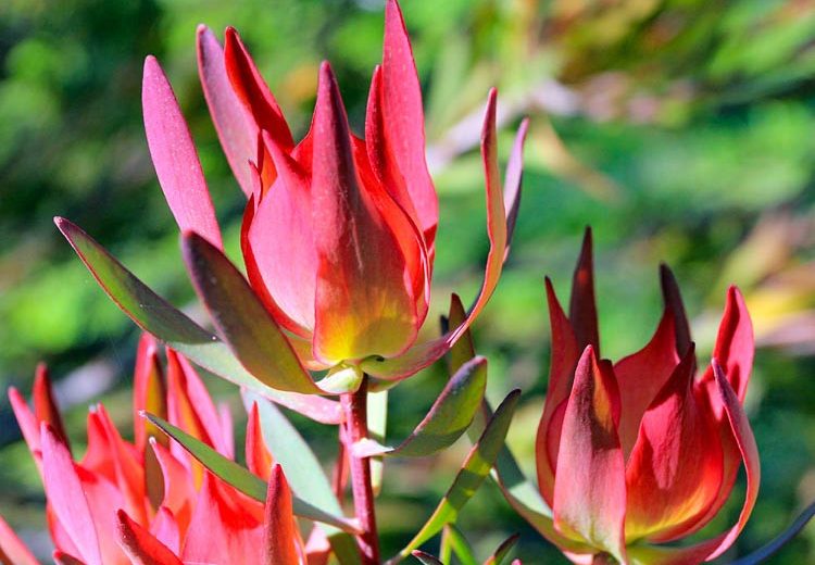 Leucadendron salignum 'Summer Red, 'Summer Red' Conebush, Red Conebush, Mediterranean shrubs, Evergreen Shrubs