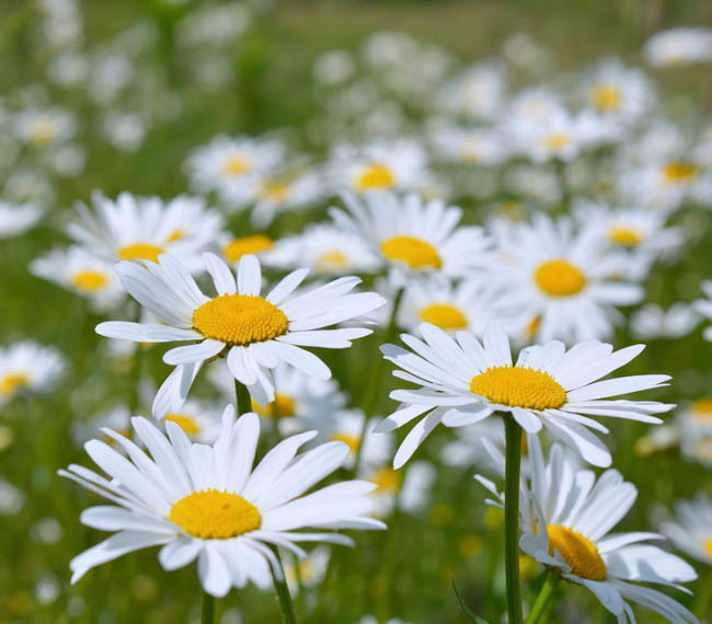 ARABIA エステリ \"Chrysanthemum leucanthemum\" ARABIA エステリ 