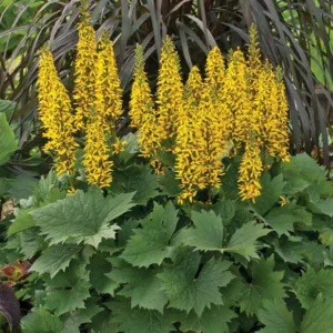 Ligularia 'Bottle Rocket', Leopard Plant 'Bottle Rocket', Perennials, Yellow Flowers