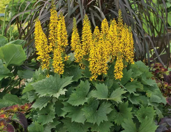 Ligularia 'Bottle Rocket', Leopard Plant 'Bottle Rocket', Perennials, Yellow Flowers