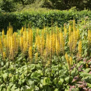 Ligularia 'The Rocket', Leopard Plant 'The Rocket', Ligularia przewalskii 'The Rocket', Senecio 'The Rocket', Perennials, Yellow Flowers