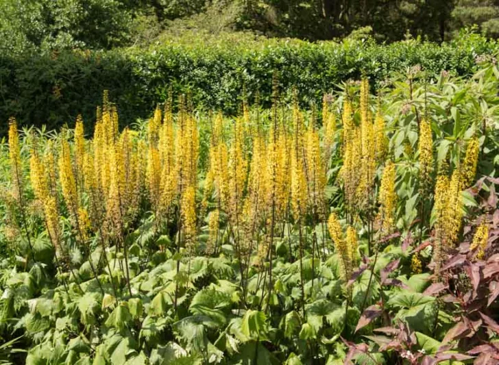 Ligularia 'The Rocket', Leopard Plant 'The Rocket', Ligularia przewalskii 'The Rocket', Senecio 'The Rocket', Perennials, Yellow Flowers