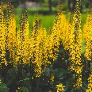 Ligularia przewalskii, Leopard Plant, Przewalski's Golden Ray, Senecio przewalskii, Perennials, Yellow Flowers