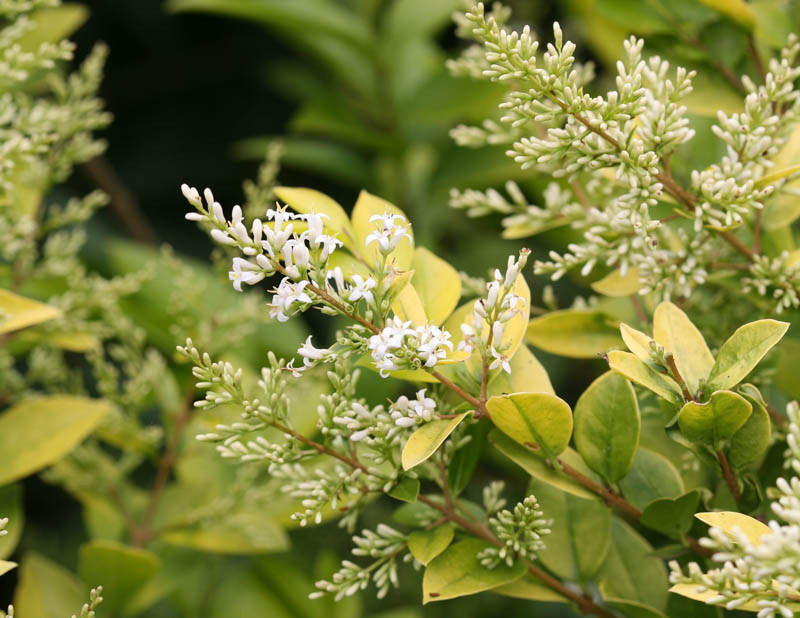 Ligustrum x vicaryi Golden Ticket (Vicary Privet)