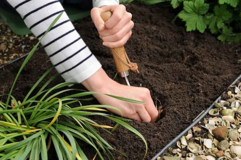 Planting Lilies, Species Lilies, Asiatic Lilies, Oriental Lilies, Trumpet Lilies, Easter Lilies, Companion Planting