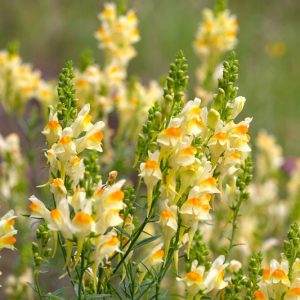 Linaria vulgaris, Yellow Toadflax, Bread and Butter, Brideweed, Bridewort, Butter and Eggs, Yellow Flowers