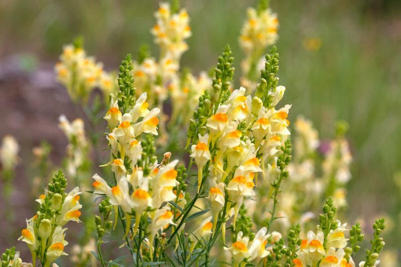 Linaria vulgaris, Yellow Toadflax, Bread and Butter, Brideweed, Bridewort, Butter and Eggs, Yellow Flowers