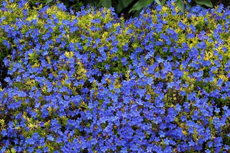 Lithodora diffusa 'Gold ‘n Sapphires', Gromwell 'Gold ‘n Sapphires', Purple Gromwell 'Gold ‘n Sapphires', Evergreen Shrubs, Blue Flowers