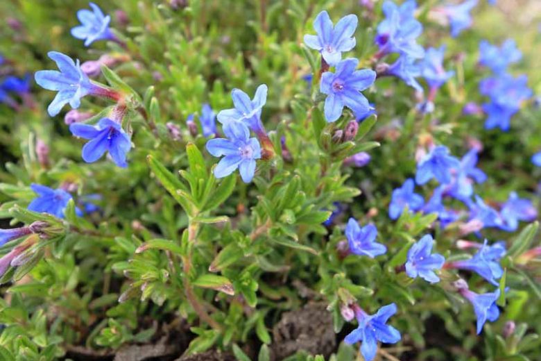 Lithodora diffusa 'Grace Ward', Gromwell 'Grace Ward', Purple Gromwell 'Grace Ward', Evergreen Shrubs, Blue Flowers