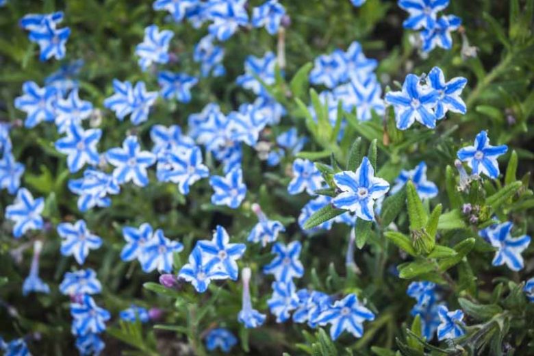 Lithodora diffusa 'White Star', Gromwell 'White Star', Purple Gromwell 'White Star', Evergreen Shrubs, Blue Flowers