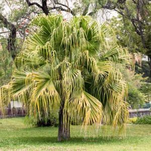 Livistona chinensis, Chinese Fan Palm, Chinese Fountain Palm, Fountain Palm, Serdang, Drought tolerant tree