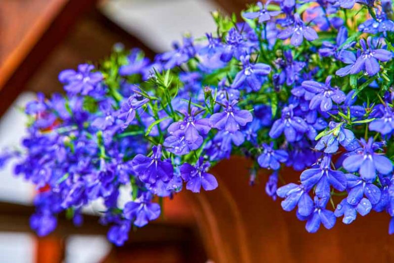 Lobelia erinus, Annual Lobelia, Edging Lobelia, Trailing Lobelia, Garden Lobelia, Blue Lobelia, Blue Flowers