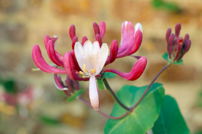 Lonicera × americana (American Woodbine)