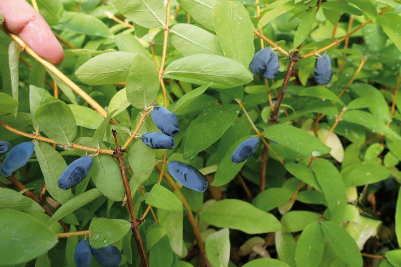 Lonicera caerulea Sugar Mountain Balalaika (Honeyberry)