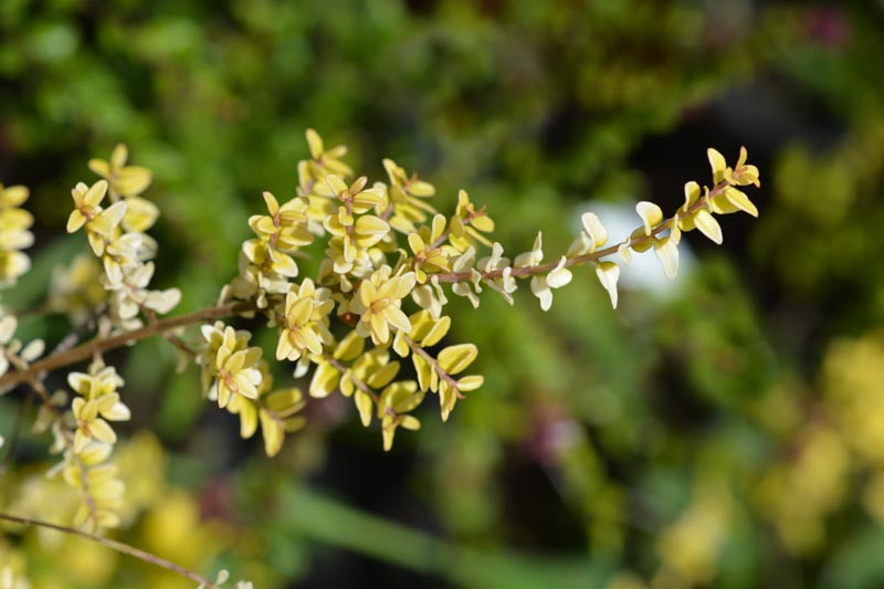 Lonicera nitida 'Baggesen's Gold' (Box Honeysuckle)