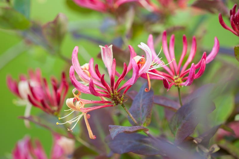 Lonicera periclymenum 'Belgica' (Early Dutch Honeysuckle)