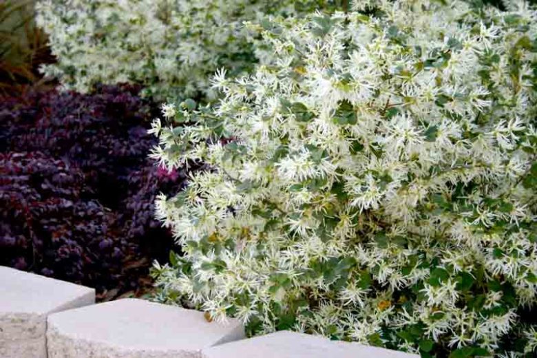 Loropetalum chinense 'Emerald Snow',Chinese Fringe Flower 'Emerald Snow', Emerald Snow Chinese Fringe Flower, Loropetalum chinense 'Shang-White', evergreen shrubs, White flowers