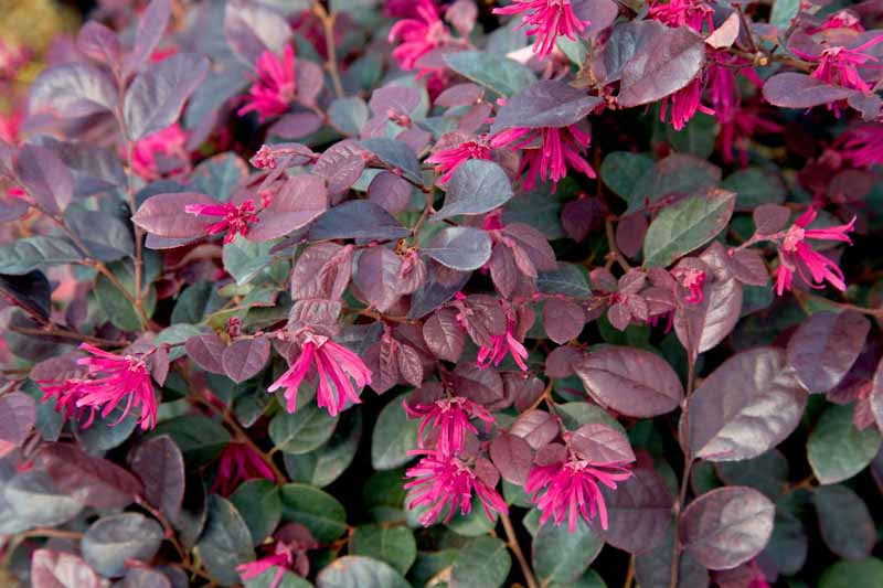 Loropetalum chinense Purple Diamond (Chinese Fringe Flower)
