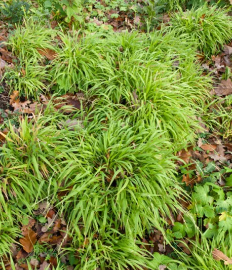 Luzula Sylvatica, Greater Wood Rush, Greater Wood-Rush, Luzula Maxima, best groundcover, perennial groundcover, perennial for shade, shade perennial
