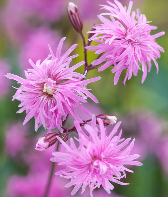 Chiroyli porno eshaklar katalogi Uyda porno shaxsiy arxiv