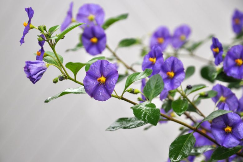 Solanum rantonnetii, Blue Potato Bush, Lycianthes rantonnetii, evergreen shrub, evergreen potato vine, purple flowers, Blue Flowers