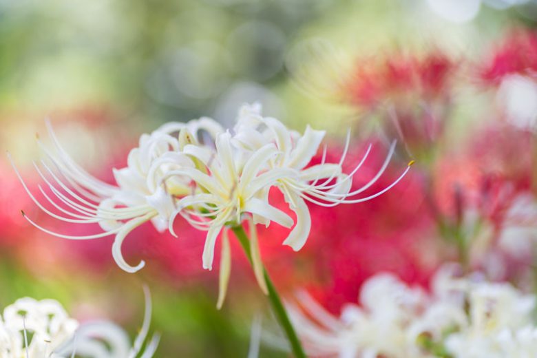 Lycoris albiflora, White Spider Lily, White September, White Hurricane Lily, White Lycoris, White flowers