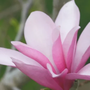 Magnolia 'Ann', Ann Magnolia, Pink magnolia, Winter flowers, Spring flowers, Pink flowers, fragrant trees, fragrant flowers, Purple Magnolia, Purple flowers