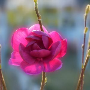 Magnolia 'Black Tulip', Black Tulip Magnolia, Red magnolia, Winter flowers, Spring flowers, Red flowers, fragrant trees, fragrant flowers, Purple Magnolia, Purple flowers