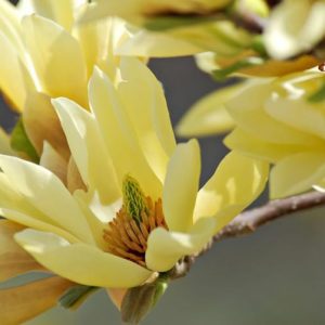Magnolia 'Butterflies', Butterflies Magnolia, Yellow magnolia, Winter flowers, Spring flowers, yellow flowers, fragrant trees, fragrant flowers